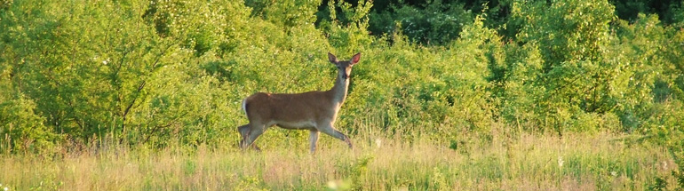Asociaţia Vânătorilor şi Pescarilor Sportivi din Sighisoara